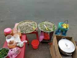 Ốc tô đại khủng lồ tại Quảng Nam