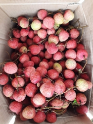 Vải ngon ngọt thị trường đan sỉ tại Quảng Nam