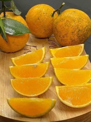 ch lấy giao luôn nha tại Quảng Nam