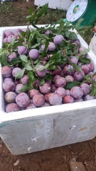 Mận ngon cụ siêu tại Quảng Nam