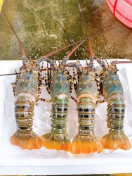 Xả tôm hùm ngon uy tín tại Quảng Nam