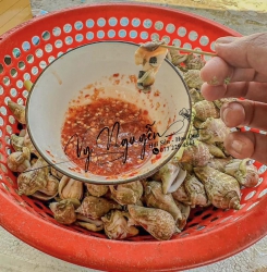 Mua bán ốc nhảy tại Quảng Nam