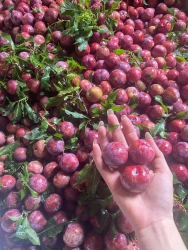 Lô mận e mới về tui ạ tại Quảng Nam