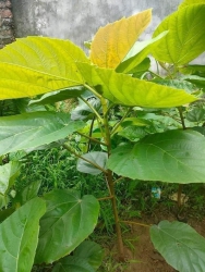 Cây Vả về đợt này tại Quảng Nam