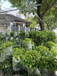 Hạnh phúc sum đẹp mới về thêm - đợt này cây sum cao ạ tại Quảng Nam