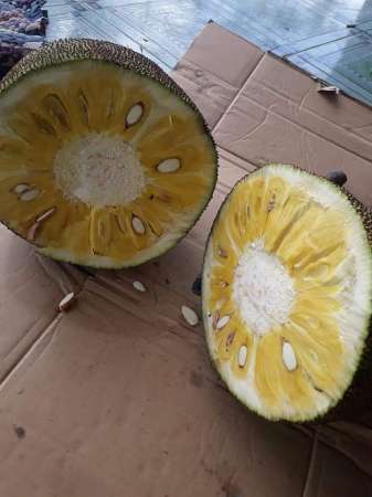 Mít vườn 100% ko thuốc, bao ngọt tại Quảng Nam