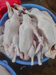 Bán vịt đồng tại Quảng Nam