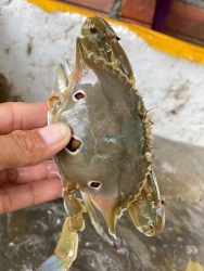 Bán Ghẹ Đợt Mới Mất Mùa tại Quảng Nam