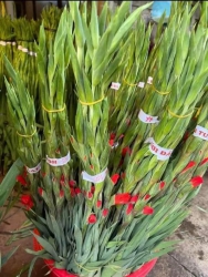 Bán hoa Lay Ơn Đà Lạt tại Quảng Nam