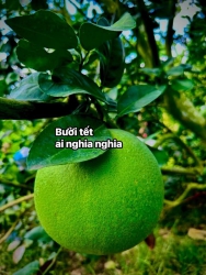 LE con tam 1 tan buoi nuoc ben tre siu vip tại Quảng Nam