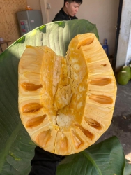 Bán mít thái chín cây tại Quảng Nam