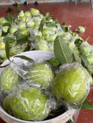 chạy banh nóc cùng e ngày mai cùng e,giá rẻ chưa từng có #65k 3 kí tại Quảng Nam