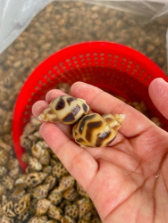 SẴN ỐC HƯƠNG tại Quảng Nam