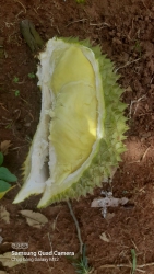  tại Quảng Nam
