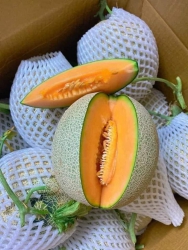 Bán Dưa Lưới Tròn Ngọt Lịm tại Quảng Nam