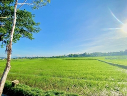Siêu phẩm view lúa Tam Kỳ tại Quảng Nam