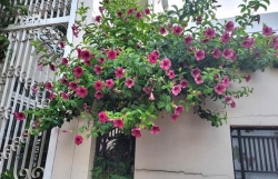 Huỳnh Anh Tím tại Quảng Nam