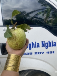 Trúng mánh rồi khách ơi ,trúng lô ổi ngọt như mật nhaChuyến ni trúng lô ổi ngọt như mật ni khách để tại Quảng Nam