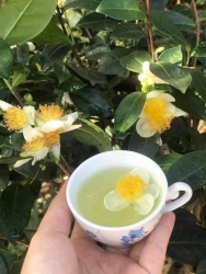 Cây giống chè xanh tại Quảng Nam