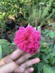 Grandmother climbing rose tại Quảng Nam
