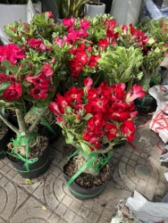 VƯỜN CÂY CẢNH 79 GARDEN tại Quảng Nam