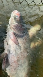 gom don ca me thien nhien ho nui mot 40k 1 ki con tam 2 den 3 ki khach an ib e nhe tại Quảng Nam