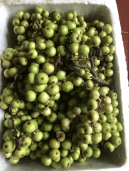Sung tươi 20 ngàn 1kg tại Quảng Nam
