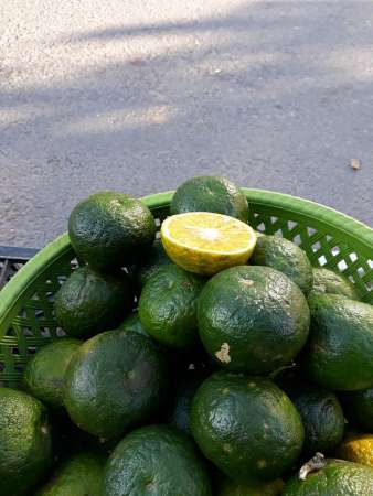 Bơ booth và bơ sáp sắp chín.cam sành loại 1 và loại 2 rất mọng nước. tại Quảng Nam