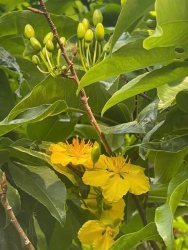 Mai Xuân Đọt Xanh Quảng Nam tại Quảng Nam