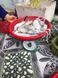 Mực lá tươi sáng nay khách oi tại Quảng Nam