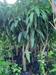 Xoài Đài Loan mới về cây đẹp cao 2m tại Quảng Nam