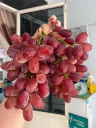 Danh sách sản phẩm mua bán trái cây và rau củ tại Quảng Nam