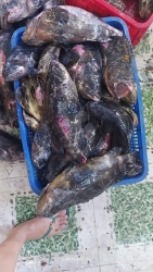 n nhanh tại Quảng Nam