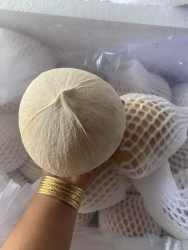Bán dừa xiêm trọc Bến Tre loại 1 tại Quảng Nam