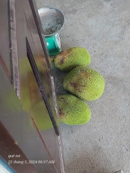 Bán mít tươi tại Quảng Nam