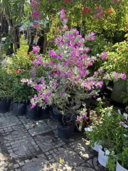 79 GARDEN SCENE tại Quảng Nam