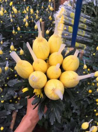 Mời cả nhà lên đơn cúc lưới cữ mùng 1  tại Quảng Nam