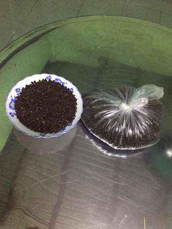 Mãng cầu gai Đắk Lắk tại Quảng Nam