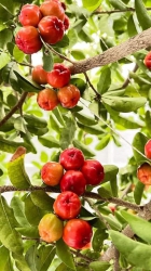 Cây Giống Sơ Ri tại Quảng Nam