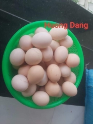 bữa h yên ắng quá rùi mai e có lại mí trứng gà ác tại Quảng Nam