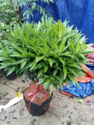 Truc Bach Hop Dep khong ti vet Cay san vuon 71 duong 609 nong Son 2 dien phuoc tại Quảng Nam