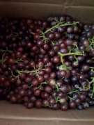 Nho ninh thuận nha mọi người . tại Quảng Nam