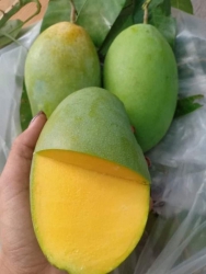 n lô xoài keo xanh ruột vàng tại Quảng Nam
