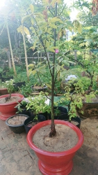  rẻ tại Quảng Nam