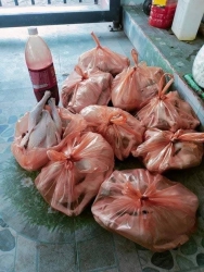 Vịt rọt bầy tại Quảng Nam