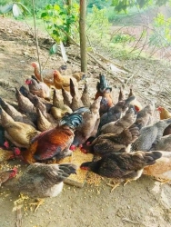 m đình nên gà hạ gi tại Quảng Nam