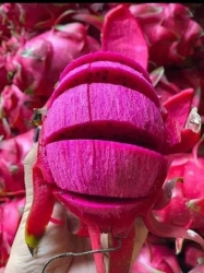 Ngọt thấu tim thanh long ruột đỏ hữu cơ tại Quảng Nam
