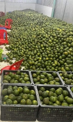 n Cam Nước Sạch Mỏng Zỏ tại Quảng Nam