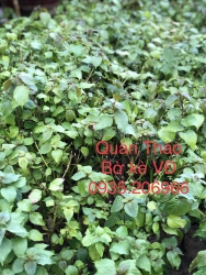 Quán Thảo bờ kè VĐ - Quán ăn ngon tại Vũng Tàu tại Quảng Nam