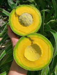 Bán Bơ Booth Giá Rẻ Chưa Từng Có tại Quảng Nam